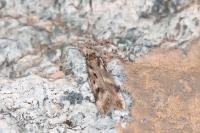 Sattleria melaleucella