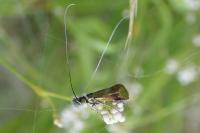 Nemophora albiciliellus