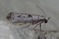 Yponomeuta plumbella