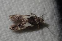 Teleiodes luculella