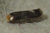 Fomoria septembrella