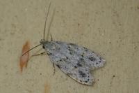 Symmoca signatella
