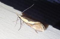 Harpella forficella