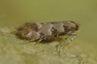 Phyllonorycter trifasciella