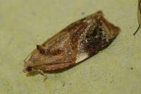 Ditula angustiorana