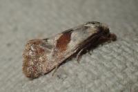 Falseuncaria ruficiliana