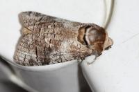 Cossus cossus