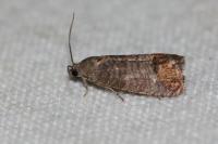 Cydia pomonella