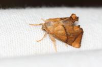 Apoda limacodes