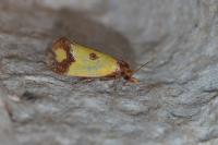 Agapeta zoegana