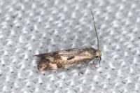 Elachista utonella