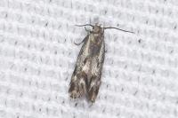 Elachista utonella