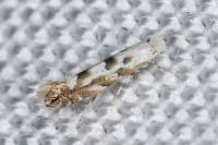 Phyllonorycter