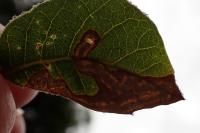 Stigmella suberivora