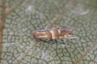 Phyllonorycter ulmifoliella