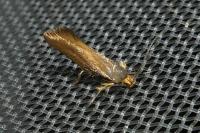Crassa unitella