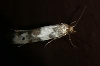 Enolmis acanthella