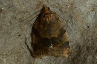 Epagoge grotiana