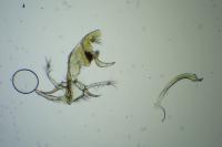 Bryotropha dryadella