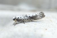Yponomeuta irrorella