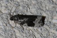 Apotomis turbidana