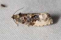 Hedya nubiferana