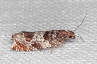 Ancylis achatana