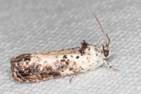 Hedya salicella