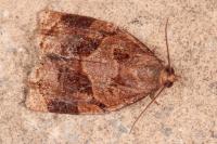 Archips rosana