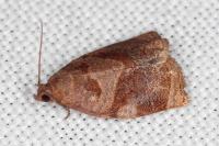 Archips rosana