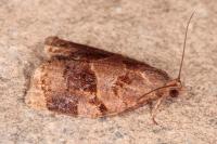 Archips rosana