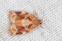 Archips xylosteana