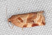 Archips xylosteana