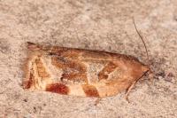Archips xylosteana
