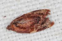 Ditula angustiorana