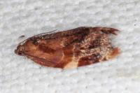 Ditula angustiorana