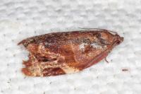 Ditula angustiorana