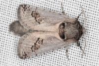 Parahypopta caestrum