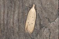 Nothris verbascella