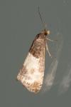 Notocelia cynosbatella