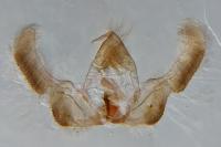 Epinotia solandriana