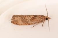 Epinotia solandriana