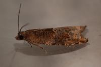 Rhopobota naevana