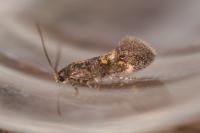 Chrysoesthia sexguttella