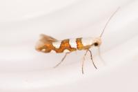 Argyresthia brockeella