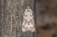 Cnephasia