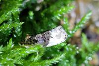 Hedya nubiferana