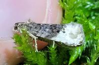 Hedya nubiferana