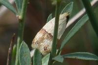 Odites kollarella
