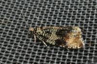 Celypha lacunana